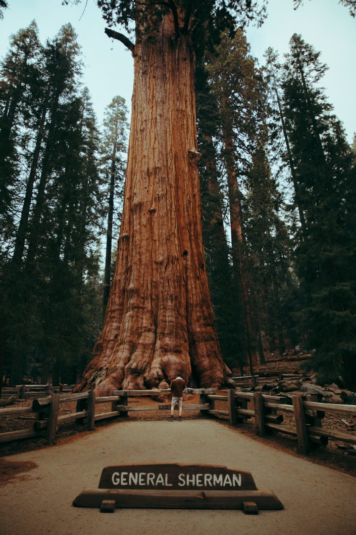 secuoya General Sherman en Sequoia de Estados Unidos