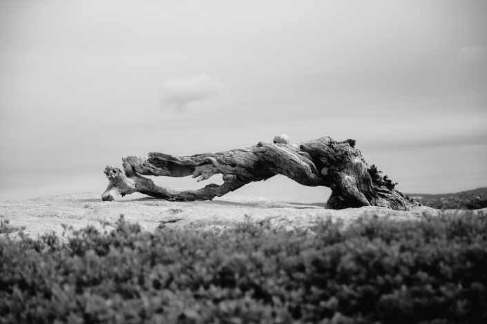 el arbol fotografiado por Ansel Adams en Yosemite